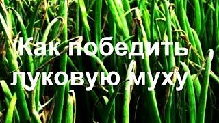 ЛУКОВАЯ МУХА простой способ борьбы