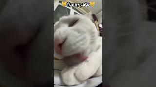 what are you doing#funny #pets #catcomedy #catvideos #cat#catshorts #funnyanimal #catlover#funnycat