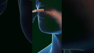 How Cigarette Smoke Can Damage Your Body? #nosmoking #smokingkills #cigarette