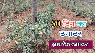 50 Din Ka Grafted Tamatar Ki  Kheti Deep Kisan Kheti