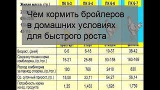 Чем кормить бройлеров в домашних условиях для быстрого роста