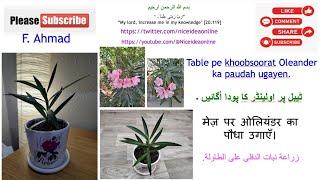 Table pe khoobsurat Oleander ka paudah ugayen grow oleander #gardenplants #anxiety #depressionkailaj