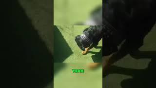 Rottweiler vs. Ants: The Ultimate Showdown