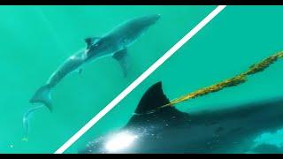 Barracuda Bites Great White Shark!