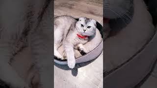 Мия #cat #музыкаонлайн #comedy #cute #memes #pets #котики #котик #kitten #кот