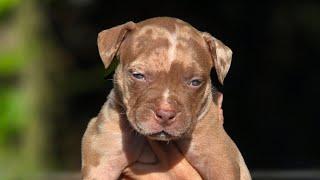 PUPPIES AVAILABLE WITH THE BEST BULL KENNEL QUALITY SEAL
