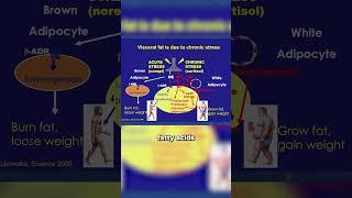 Robert Lustig: Visceral Fat Responds to Stress, Releasing Free Fatty Acids and Producing Ketones