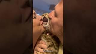 Kiss cat reaction