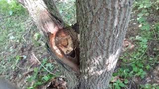 Клен моно не желательно рядом садить со смородиной.