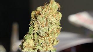 "G-13" - (Strain Review)