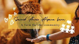 Welcome to Our YouTube Channel | Sacred Acres Alpaca Farm
