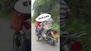 狗狗：日子怎麼會和誰過都一樣呢 #畫畫#狗狗#治癒系#不養狗不知道養狗的樂趣 #狗狗的心思都寫在臉上了