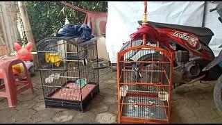 kios odile birdshop bandung