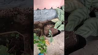Calathea Plants for Sale