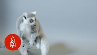 The Ring-Tailed Lemur Fights Off Deforestation