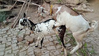 teddy/ goat meeting/murha goat meeting#short Frist time meeting