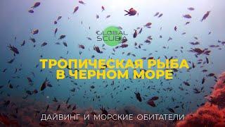 Рыба Ласточка // Дайвинг в Черном море // Морские обитатели