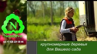 Крупномерные деревья для вашего сада