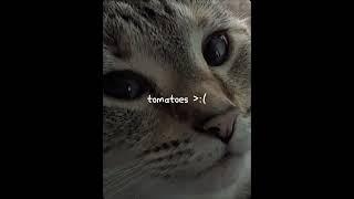 I like potatoes  #trending #cats #meme #memes #funny #viralvideo