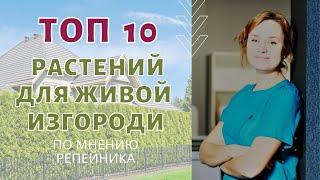 Топ 10 растений для живой изгороди. По мнению РЕПЕЙНИКА