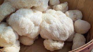 Lion's Mane: A Nootropic Mushroom that can Improve Diabetes, Brain function, and Neurons