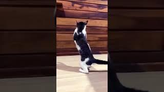 БОЕЦ В КОТИЩЕ #shorts #tiktok #котище #боец #котише