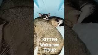 Mata Kucing | Tidurnya KITTEN Kucing