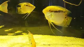 Altum Orinoco vs Geophagus Red Head and Mesonauta | DiscusKiev