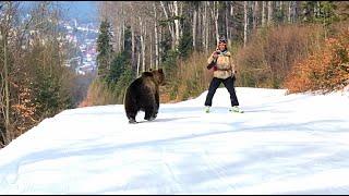 Skiing with the bear on the slope - 9 Martie 2021, Partia Cocosul Predeal Romania, by Mister Fox