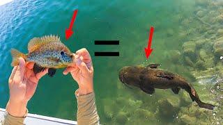 There are SO MANY BIG fish in this lake! (Crazy Action!)