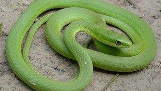 Rough Green Snake