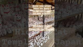 Thousands of Cats: Hidden Cat Temple in Japan #japan #japantravel #shorts #cats #temple