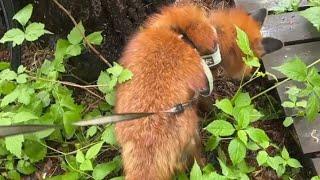 Алиса - лиса. У Игниса #охота на лягушек #животные #лисяо #fox #милота #лягушка