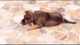 German Shepherd Puppy. Kuzya playing with kitten))