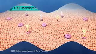 Structure of the Cell Membrane