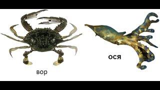 Русская Рыбалка 3 Огненная земля! Сейшелы! Пальмовый Вор и Ося