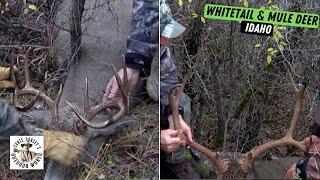 2 Perfect Shots on Whitetail & Mule Deer Combo Hunt in Hells Canyon, Idaho