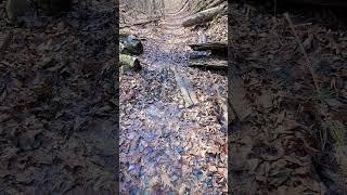 Hiking Tips Level II: Place Fallen Bark to Hike Over Muddy Terrain #hiking #hikinglife #hikingtrail