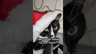 Чем опасен новый год для кошки? #cat #catsfacts #кот