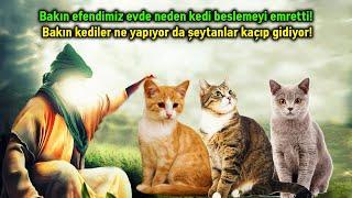 Efendimiz Evde Neden Kedi Beslemeyi Emretti! Bakın Kediler Ne Yapıyor Da Şeytanlar Kaçıp Gidiyor!