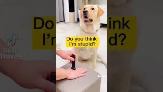 Dogs know fake knife