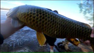 Coon Rapid Dam Carp Fishing