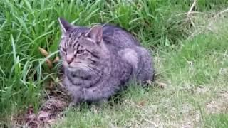 Wild Bobcat in my Front Yard