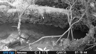 Un día de avistamentos nunha ponte natural dunha GÁNDARA. #galicia #apbvigo