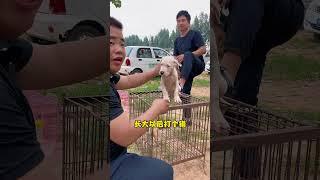 这个狗市真是什么狗都有 #萌宠 #宠物市场 #狗市 #狗市挑选