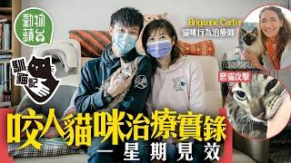 治療師教你4招解決貓貓咬人 主人長期遭貓咬至流血險棄養 拆解貓咪咬人意思 #馴貓記 #動物蘋台─果籽 香港 Apple Daily─原刊日期：20201209