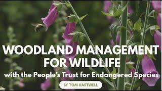 Woodland Management for Wildlife with the PTES (Part 2)