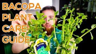 BACOPA MONNIERI, MONEYWORT, BACOPA CAROLINIANA - AQUARIUM STEM PLANT GUIDE