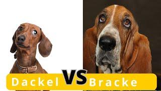 Dackel vs  Deutsche Bracke Welcher Jagdhund ist besser?