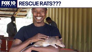 Rats being trained to clear mines, find survivors